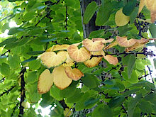Blätter des Kuchenbaums (Foto Gisela Baudy)