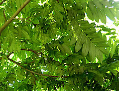 Bild 7: Blätter der Kaukasischen Flügelnuss (Foto: Gisela Baudy)