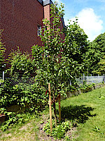 Am 9.12.20 gepflanzter Apfelbaum (Foto Gisela Baudy)