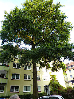Bild 27: Sumpfeiche in der Asbeckstraße (Klimabaum) (Foto: Gisela Baudy)