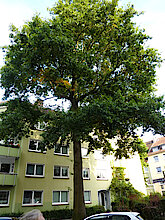 Sumpfeiche in der Askekstraße (Klimabaum, Foto Gisela Baudy)