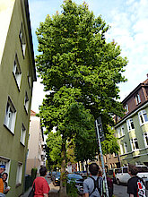 Amberbaum (Klimabaum, Foto Gisela Baudy)