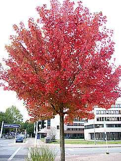 Rot-Ahorn (Knoopstraße 6, 12.10.2014, Foto Gisela Baudy)