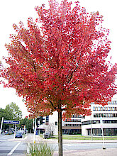 Rotahorn, hier aus dem Jahr 2012 mit bereits rotem Herbstkleid (Klimabaum, Foto Gisela Baudy)