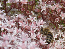 Biene im Sedum-Paradies (Foto Gisela Baudy)