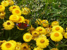 Schmetterling auf Blumenpracht im August auf der igs (Foto: Chris Baudy)