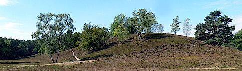 Heidelandschaft (Foto Gisela Baudy)