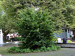 Persischer Eisenholzbaum (Harburger Rathausplatz, 10.09.21, Foto Gisela Baudy) 