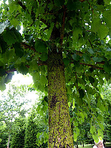 Flechten der Baum-Hasel