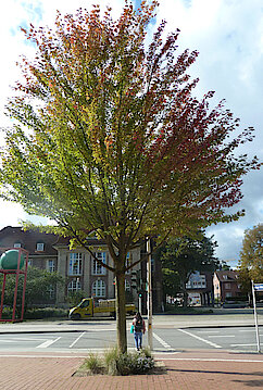 Bild 24: Rot-Ahorn in der Knoopstraße (Klimabaum) (Foto: Gisela Baudy)