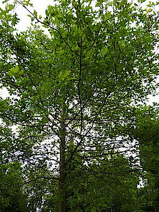 Sumpf-Eiche (Quercus Palustris - Pin Oak)