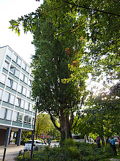 Bild 20: Zwei Säulenpappeln im Max-Schmeling-Park (Foto: Gisela Baudy)