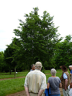 Hopfenbuche (Ostrya Carpinifolia - Hop Hornbeam)