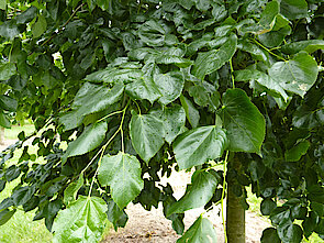Blätter der Krim-Linde