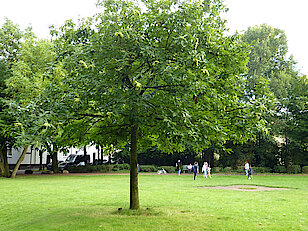 Bild 32: Ess- oder Edelkastanie im Hastedt Park (Klimabaum) (Foto: Gisela Baudy)