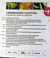Informationstafel zum Tulpenbaum