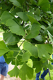 Blätter des Ginkgo