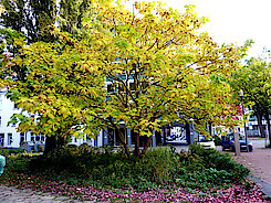 Trompetenbaum im Max-Schmeling-Park (19.10.22, Foto Chris Baudy) 