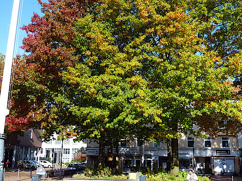 Sumpfeichen im Herbst (Harburger Rathausplatz, 16.10.22, Foto Chris Baudy)