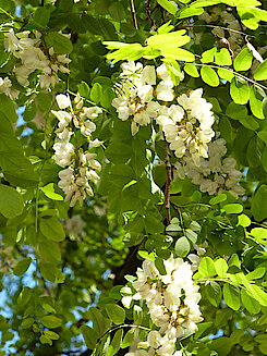 Blüten der Robinie (02.06.23, Foto Chris Baudy)