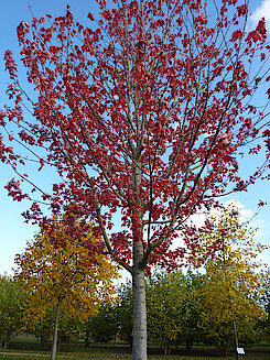 Herbst-Flammen-Ahorn - einer der Lieblingsbäume der SchülerInnen (Foto Gisela Baudy)
