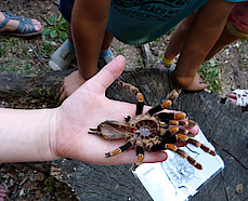 Melissa (4) hält tapfer eine echte Vogelspinnen-Haut auf der Hand. (Foto Gisela Baudy)