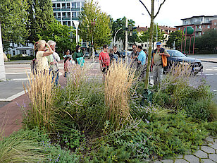 Bild 26: Weiterer Rot-Ahorn (Klimabaum) in der Knoopstraße mit Beet und Belüftung (Foto: Gisela Baudy)