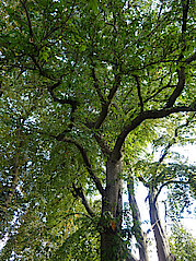Bild 10: Ess- oder Edelkastanie (Klimabaum) (Foto: Gisela Baudy)