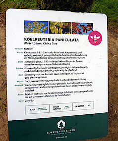 Infotafel zum Blasenbaum (Fotos Gisela Baudy)