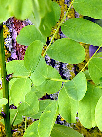 Blätter der Kegel-Robinie in Nahaufnahme