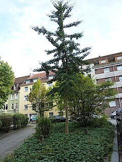 Bild 28: Ginkgo in der Asbeckstraße (Klimabaum) (Foto: Gisela Baudy)