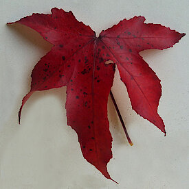 Amberbaum-Blatt im Herbst (14.11.22, Foto Chris Baudy)
