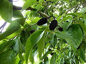 Blätter und Früchte der Purpur-Erle