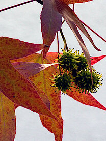 Früchte des Amberbaums (14.11.22, Foto Chris Baudy)