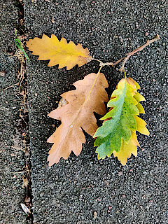 Zerr-Eichen-Blätter (Foto Chris Baudy, 12.10.23)