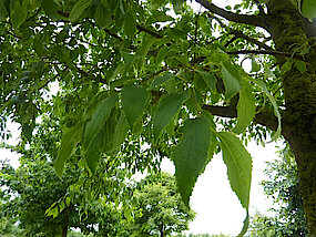 Blätter des Zürgelbaums