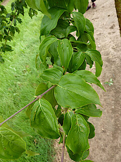 Blätter der Kornelkirsche