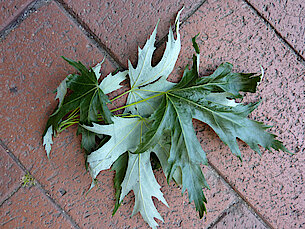 Bild 11: Blätter des Silberahorns (Foto: Gisela Baudy)