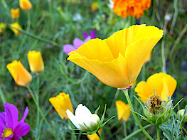Wiesenblumen (Foto Gisela Baudy)