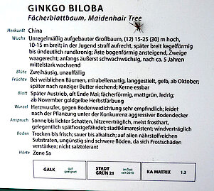 Informationstafel zum Ginkgo