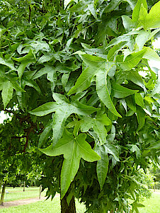 Blätter des Amberbaums 