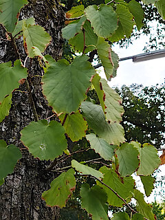 Blätter der Baumhasel (Foto Gisela Baudy)