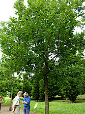 Ungarische Eiche (Quercus Frainetto - Ungarian Oak)