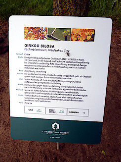 Infotafel zum Gingko (Foto Gisela Baudy)