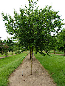 Pflaumenblättriger Weißdorn (Crataegus Prunifolia - Broad-leaved Cockspur Thorn)