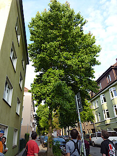 Bild 29: Amerikanischer Amberbaum in der Asbeckstraße / Hastedtstraße (Klimabaum) (Foto: Gisela Baudy)