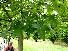 Amerikanische Roteiche in Nahaufnahme (Quercus Rubra - Red Oak)