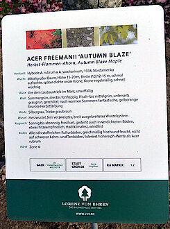 Info-Tafel für den Herbst-Flammen-Ahorn (Foto Gisela Baudy)