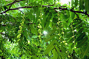 Blätter und Fruchtstände der Kaukasischen Flügelnuss (Pterocarya Fraxinifolia - Caucasian Wingnut)