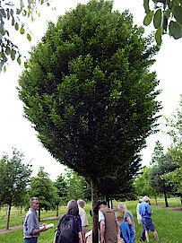 Pyramiden-Hainbuche (Carpinus Betulus Fastigiata- Common Hornbeam)